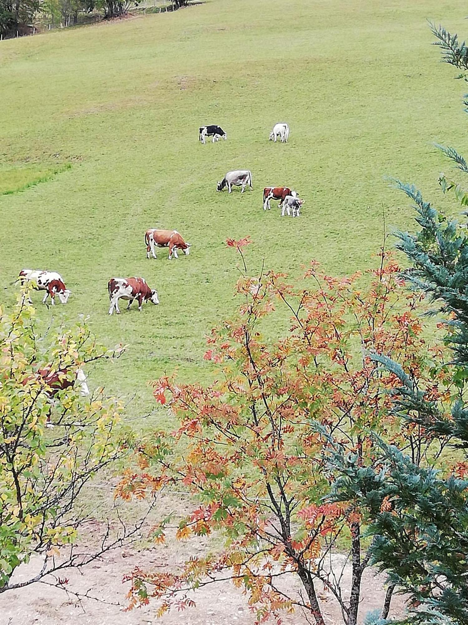 Mühlbach am Hochkönig Bauernhof Bachgut 빌라 외부 사진